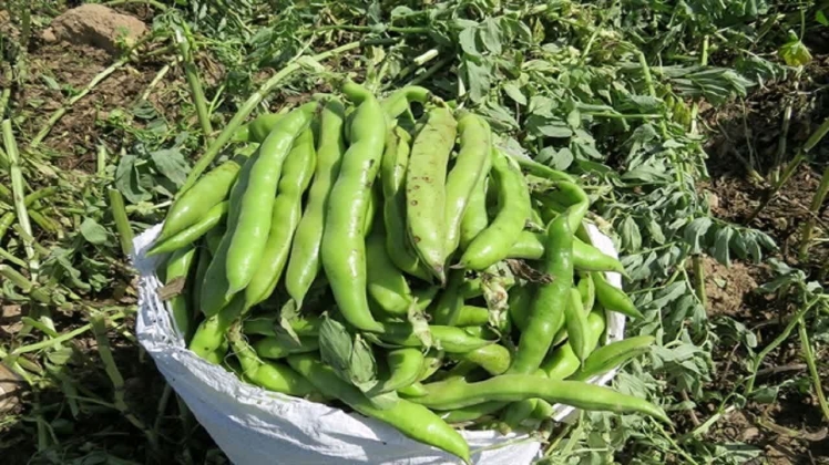 برداشت باقلا در اراضی شهرستان پارس آبادمغان