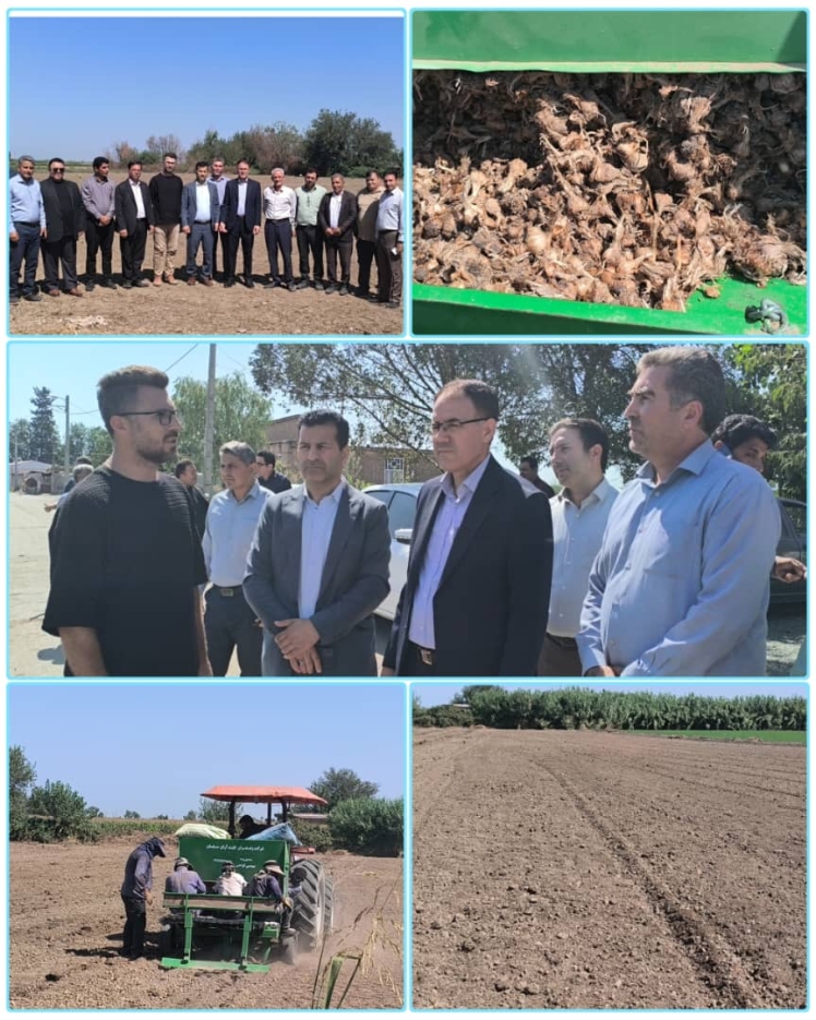 بازدید فرماندار شهرستان مرزی پارس آباد مغان از مزارع کشت زعفران