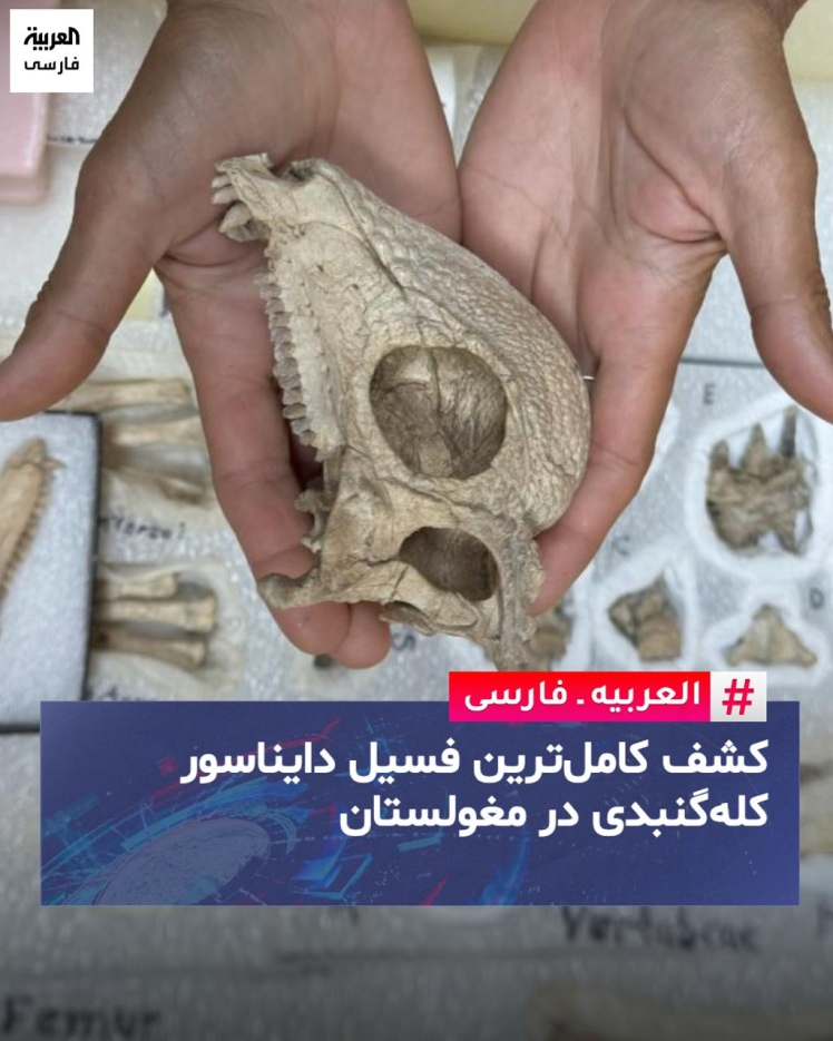باستان شناسان: کشف کاملترین فسیل دایناسور کله گنبدی مغولستان 