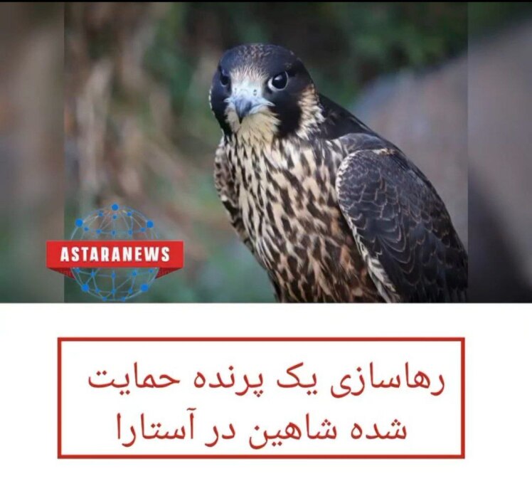 رئیس اداره محیط زیست شهرستان آستارا از رها سازی یک پهله پرنده حمایت شده شاهین در طبیعت این شهرستان 