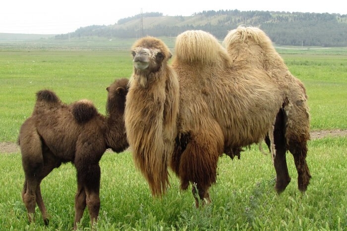 مغان تنها زیستگاه شتر دو کوهانه کشور