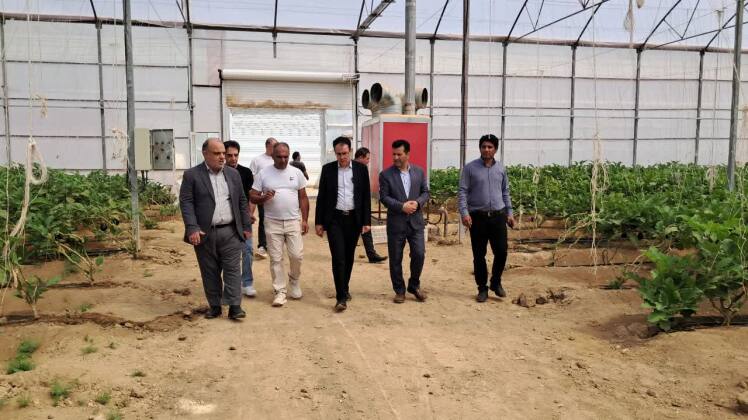 بازدید فرماندار پارس آباد از شهرک پیشرفته گلخانه ای قره قباق پارس آباد مغان