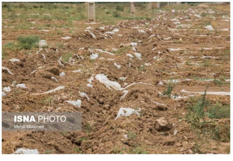 کشت نایلونی/ پلاستیک هندوانه در دشت مغان