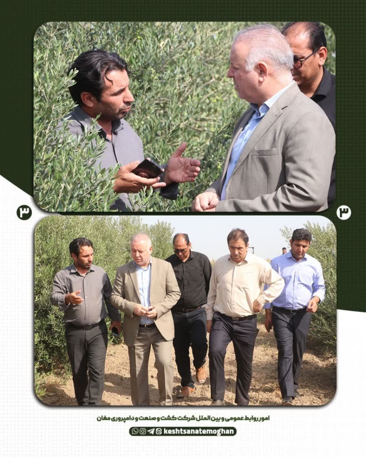 بررسی بهبود راهکارهای بهره وری مجتمع باغات میوه شرکت کشت و صنعت و دامپروری مغان