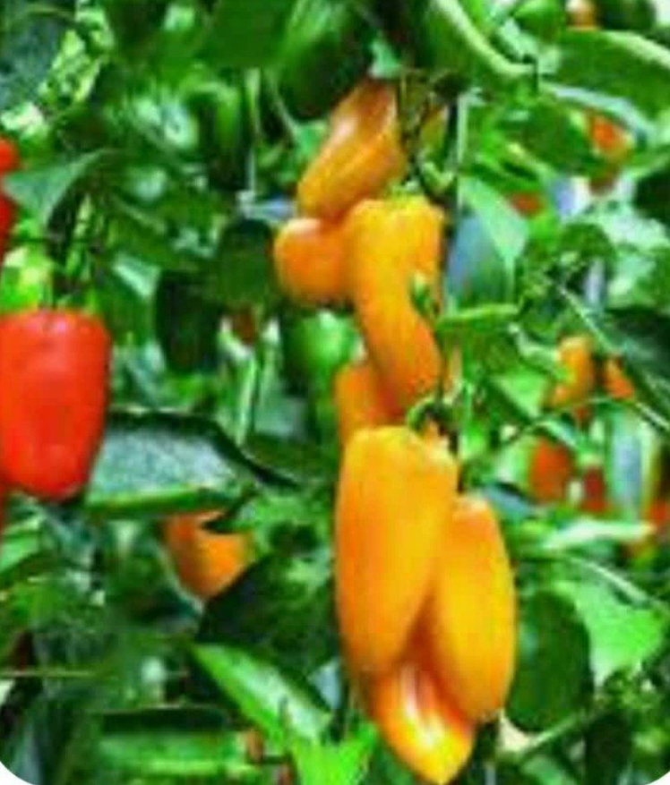 بزرگترین شهرک گلخانه ای 1600 هکتاری کشور در شهرستان مرزی پارس آباد مغان بصورت مافیای اداره می شود.