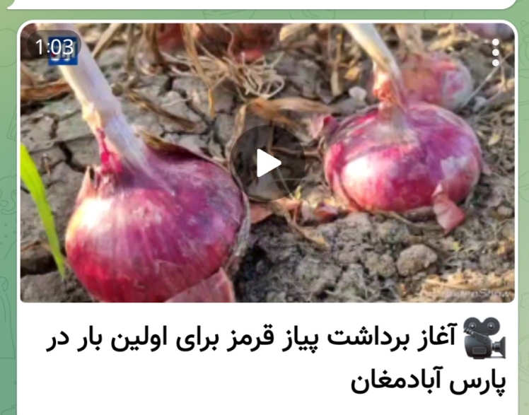 آغاز برداشت پیاز قرمز برای اولین بار در شهرستان پارس آباد مغان