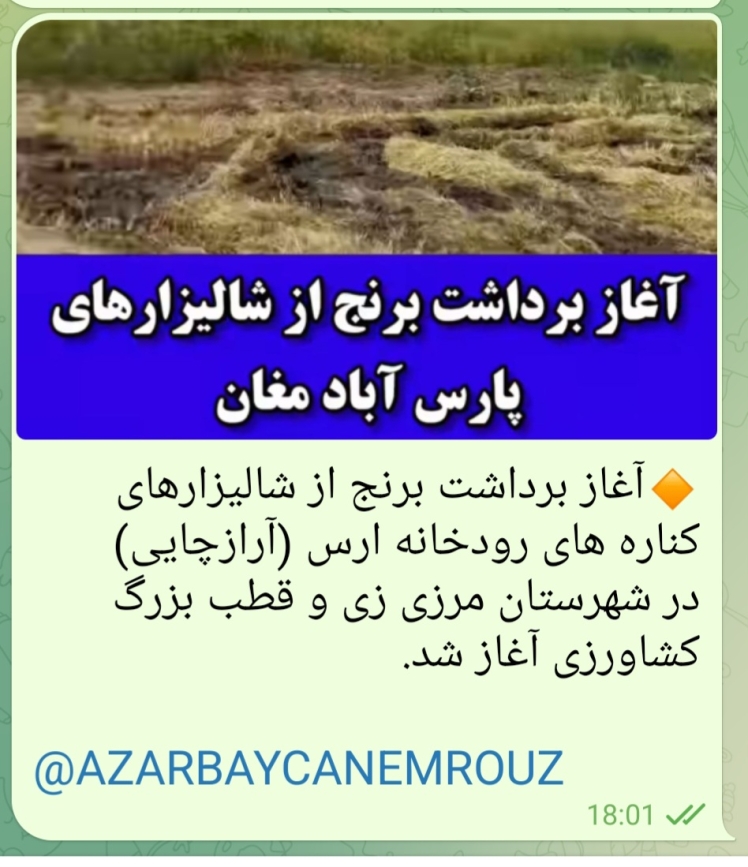 برداشت برنج از شالیزارهای حاشیه رودخانه ارس (آراز چایی )در شهرستان مرزی پارس آباد مغان