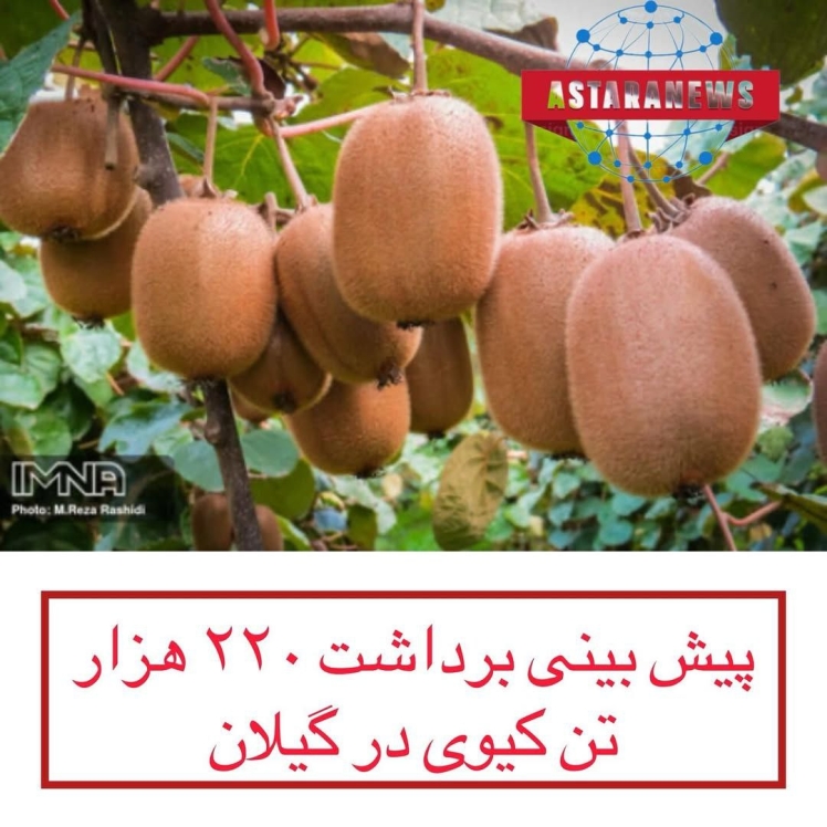 رئیس سازمان جهاد کشاورزی استان گیلان: پیش بینی برداشت ۲۲۰ هزار تند کیوی در استان گیلان